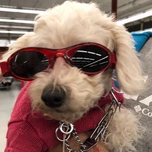 DOG SUNGLASSES velcro strap SUPER CUTE